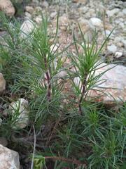 Plantago sempervirens