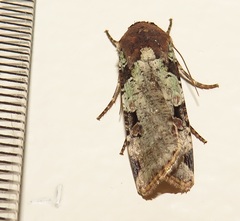 Mentaxya ignicollis