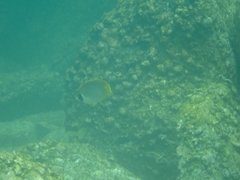 Chaetodon adiergastos