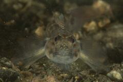 Istigobius hoesei