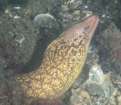 Gymnothorax cribroris