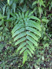 Coniogramme intermedia