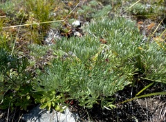 Artemisia sericea