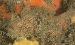 Antennarius striatus