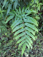 Coniogramme intermedia