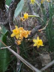 Narcissus assoanus