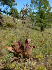 Veratrum nigrum