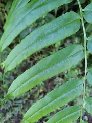 Coniogramme intermedia