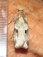 Mentaxya ignicollis