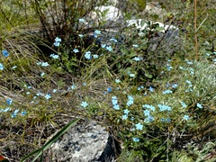 Eritrichium pectinatum