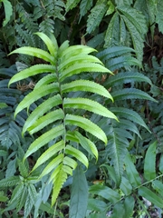 Dryopteris scottii