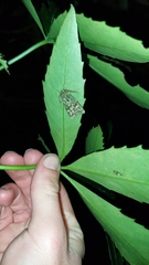 Ichneutica plena