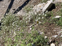 Gonepteryx cleopatra