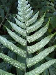 Dryopteris scottii