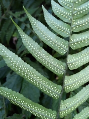 Dryopteris scottii