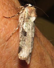 Mentaxya ignicollis