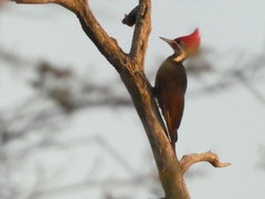 Dryocopus schulzii