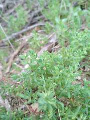 Lysimachia linum-stellatum