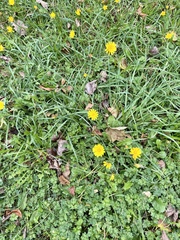 Scorzoneroides autumnalis