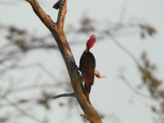 Dryocopus schulzii