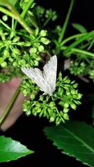 Ichneutica ustistriga