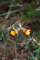 Pultenaea juniperina