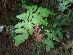 Osmunda japonica
