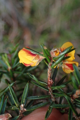 Pultenaea juniperina