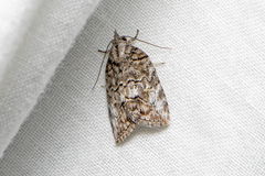 Etanna clopaea