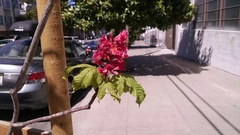 Aesculus × carnea