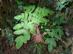 Osmunda japonica
