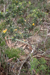 Pultenaea juniperina