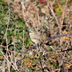 Emberiza cirlus