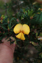 Pultenaea juniperina