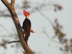 Dryocopus schulzii