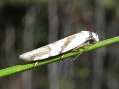 Oxythecta acceptella