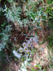 Anaphalis morrisonicola