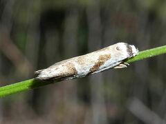 Oxythecta acceptella