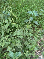 Achyranthes japonica