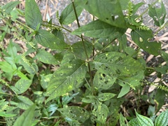 Achyranthes japonica