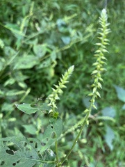 Achyranthes japonica