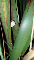 Orthoclydon praefectata