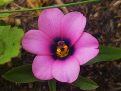 Moraea versicolor