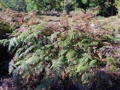 Pteridium aquilinum wightianum