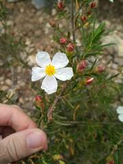 Cistus clusii
