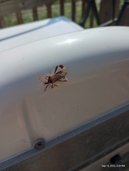 Leptoglossus corculus