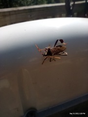 Leptoglossus corculus