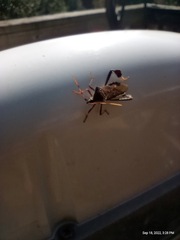 Leptoglossus corculus