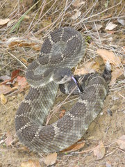 Crotalus oreganus