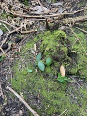 Hibbertia perfoliata